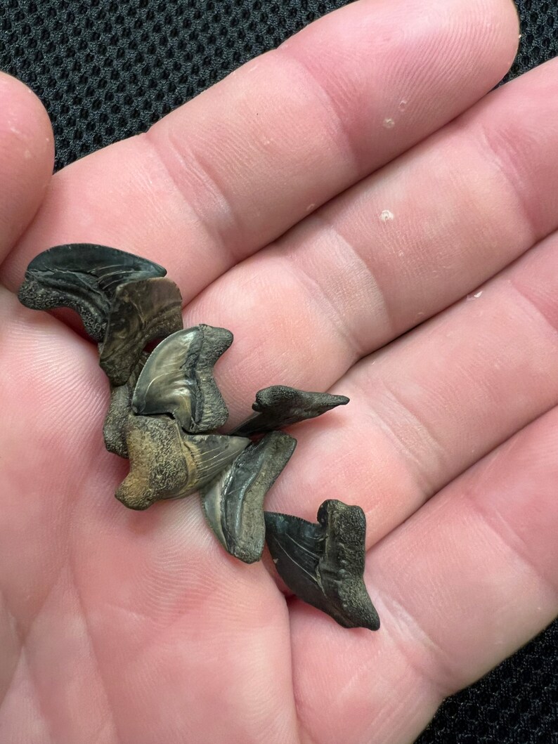 8 Beautiful Squalicorax Shark Teeth Fossils From Mississippi Etsy