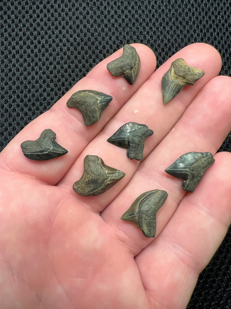 8 Beautiful Squalicorax Shark Teeth Fossils From Mississippi Etsy
