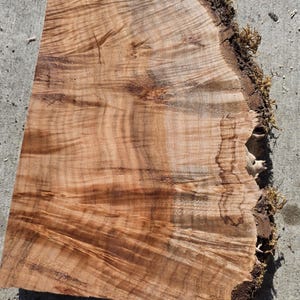 May include: A natural wood slab with a live edge. The slab has a light brown color with darker brown grain patterns. The live edge is rough and covered with moss. The wood is cut into a rectangular shape.