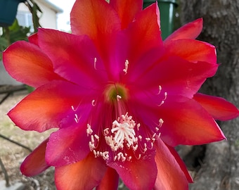 Epiphyllum- Orange/Pink XL
