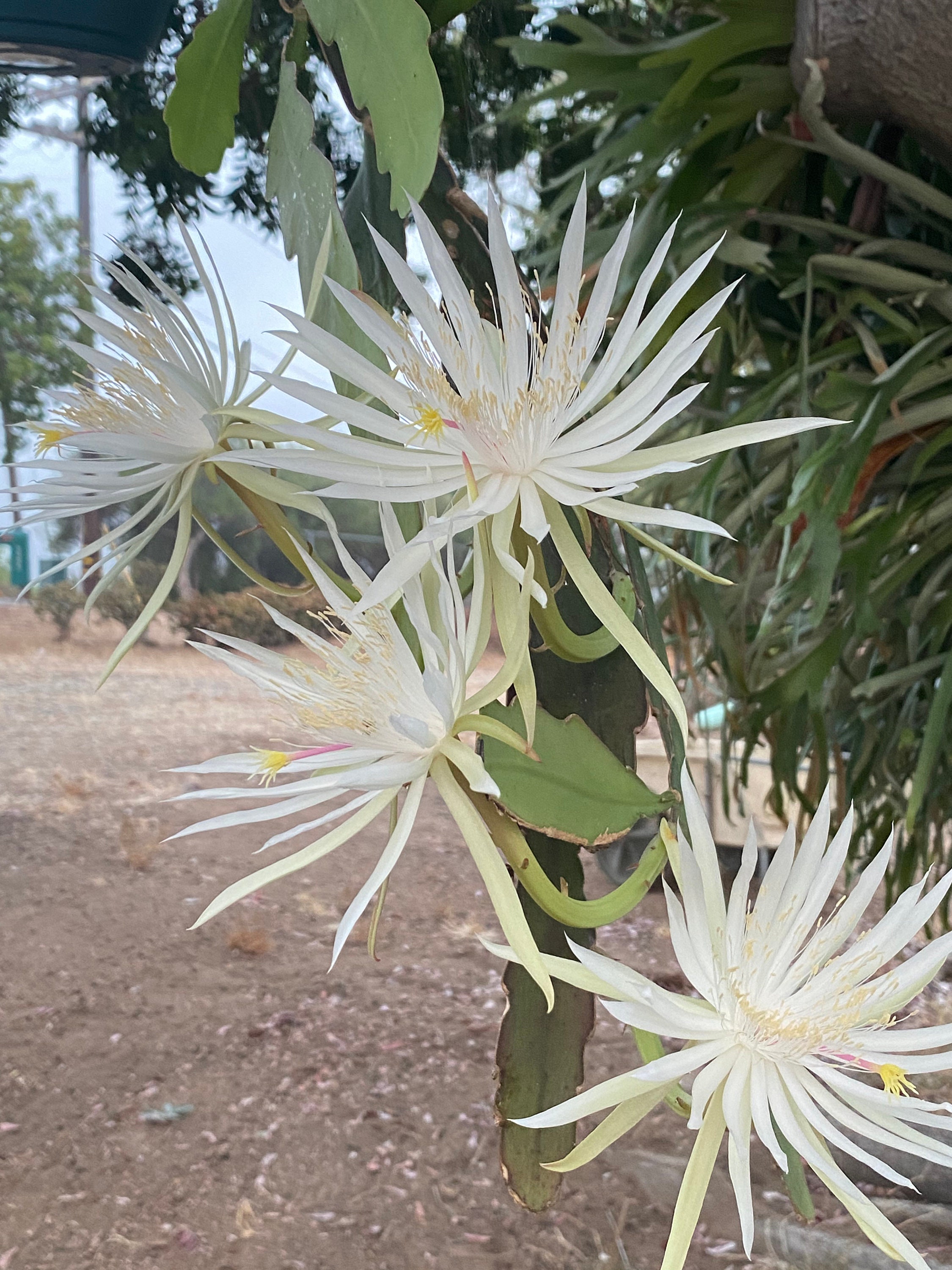 Pack of 3 Cutting Epiphyllum Orchid Cactus Succulent Strictum Big White Flower Plant #TND161