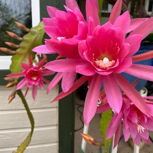 German Empress Epiphyllum Orchid Cactus - Etsy