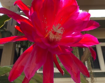 Epiphyllum - Foxy Lady