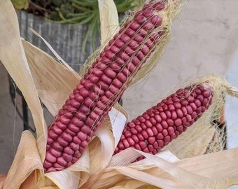 Hopi Purple Corn - Zea mays - Rare Heirloom Vegetable