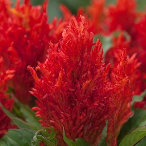 Flor de lana china - Celosia argentea - Semillas de &#39;plantas&#39; raras - amentos, rojo-rosa, cola de cordero, albizzia, flor de terciopelo, amaranto emplumado