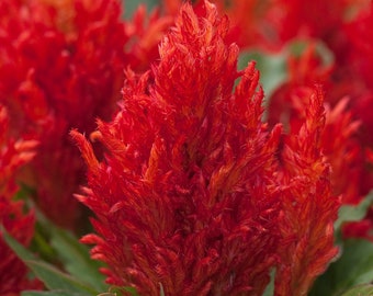 中国産ウールフラワー - ケイトウ - 希少な「植物」の種子 - 尾状花序