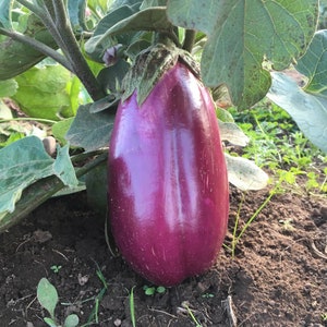 Rosita Eggplant - Solanum melongena - Rare Heirloom Vegetable