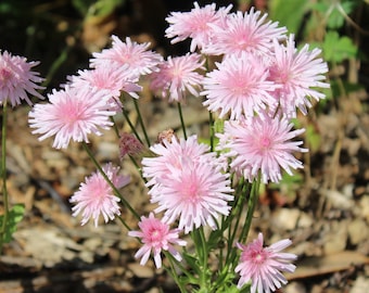 ピンクのタンポポ（Taraxacum pseudoroseum）の花のプレミアムシード