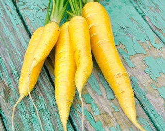 Carota Amarillo - Daucus carota - Verdura rara di cimelio