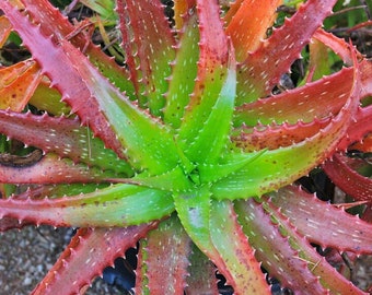 Rote Yucca - Hesper Aloe - Hesperaloe parviflora - Seltene 'Sukkulente'  Samen - Coral Yucca, Pink-Grn, rot blhende Aloe, rote falsche Yucca -  Etsy sterreich