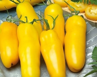 Goldene Bananentomate - Solanum lycopersicum - Seltenes Erbgemüse