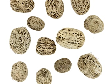Skeleton Pods - Elaeocarpus Hygrophilus - Terrarium Decor - Natural Dried Fruit and Seed Pods