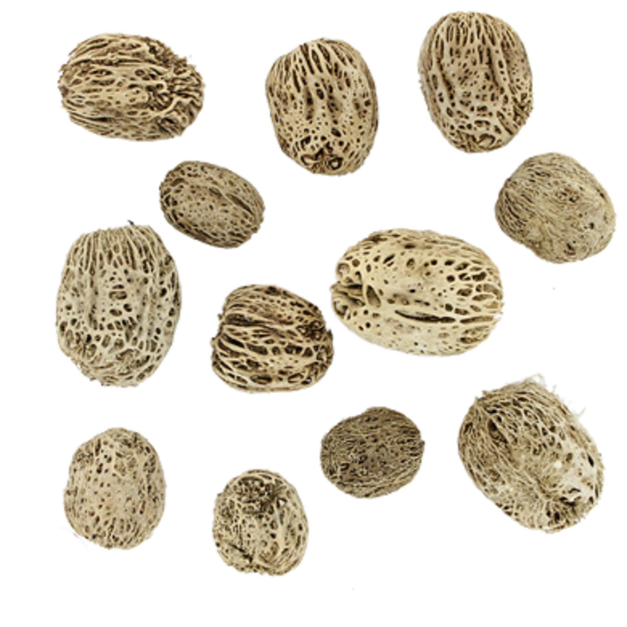 Skeleton Pods - Terrarium Decor - Natural Dried Fruit and Seed Pods - Etsy