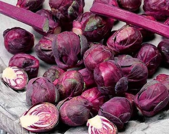 Coles de Bruselas rojas rubí - Brassica oleracea - Verdura tradicional rara