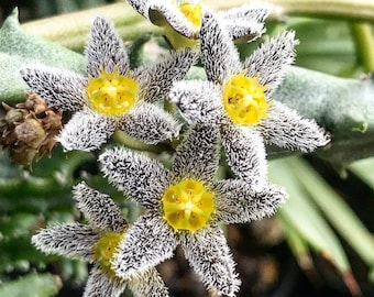 Orbea Speciosa (Seestern Kaktus, Aas Kaktus) / 5 Samen - Etsy sterreich