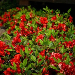 The common name for this is Rhododendron (Red Azalea Autumn Fire).Other Common names for this Rare Succulent Species are: Red Azalea Autumn Fire : Autumn Fire Azalea Plant. We only sell rare seeds of rare plants.