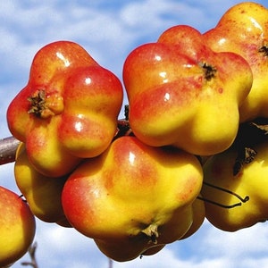 Star Apple - Api Etoile Apple - Malus domestica - Rare 'Bonsai' Seeds - Star Apple, Golden Leaf Tree, Caimito