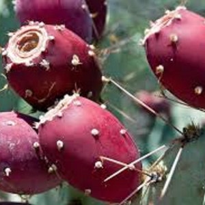 Prickly Pear Cactus Fruit "Santa Rita" - Opuntia santarita - Rare Cactus Species