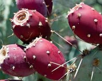 団扇サボテン　サンタ・リタ　純血 ウチワサボテンの果実「サンタ リタ」 - Opuntia santarita - 希少な