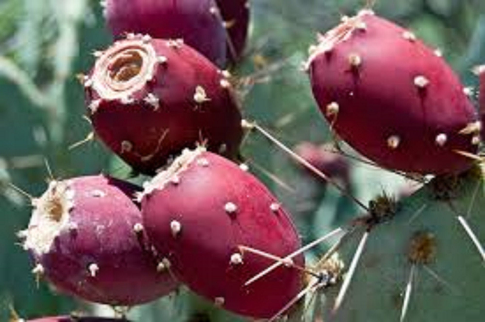 Prickly Pear Cactus Fruit "santa Rita" - Opuntia Santarita - Rare Cactus  Species - Etsy Finland