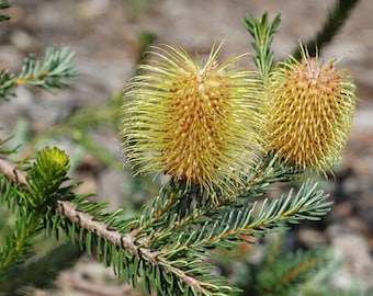 バイオレット バンクシア - バンクシア ビオラセア - 珍しい植物の種子