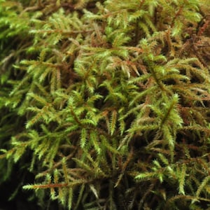 Może przedstawiać: Zbliżenie na żywy zielony i brązowy mech. Mech ma gęsty, teksturowany wygląd z licznymi małymi, spiczastymi liśćmi. Kolor przechodzi od jasnej zieleni do czerwonobrązowego, tworząc naturalną, ziemistą estetykę. Obraz podkreśla zawiłe szczegóły rośliny.