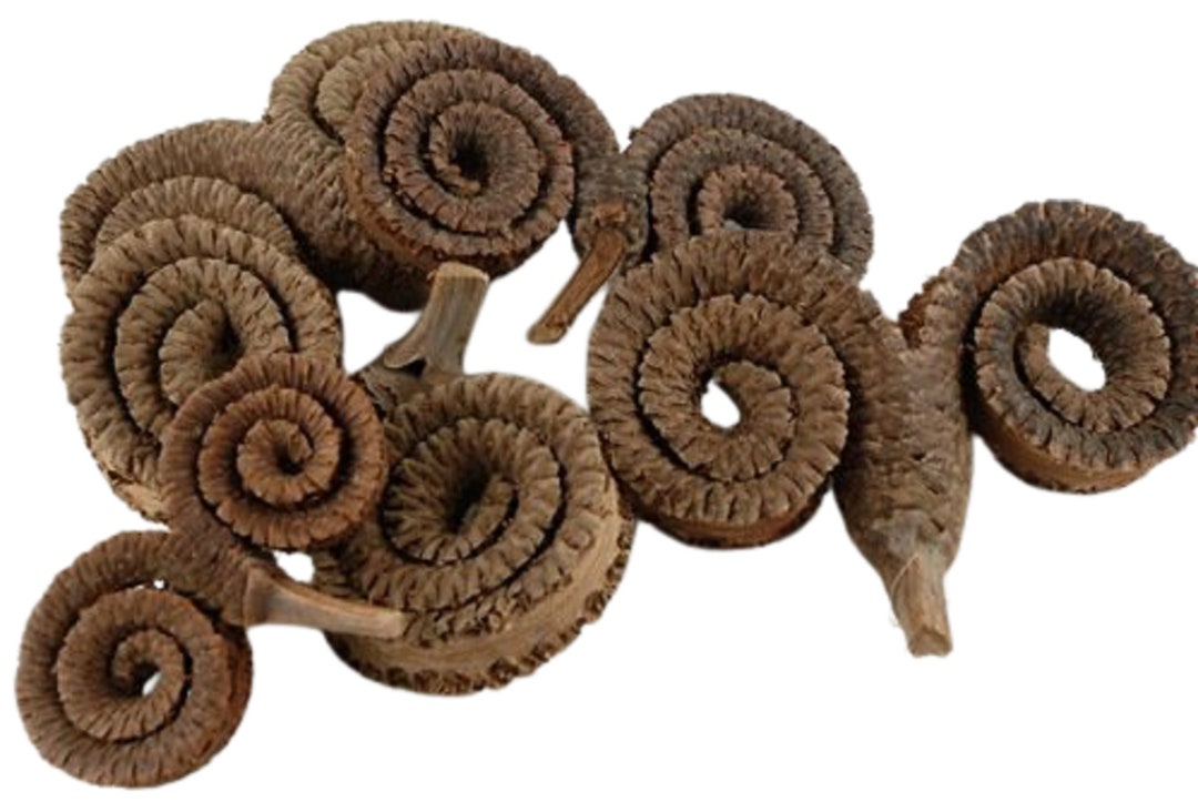 Rams Horn Stem Borassus Flabellifer Flower Stem Form Asian Palm Trees