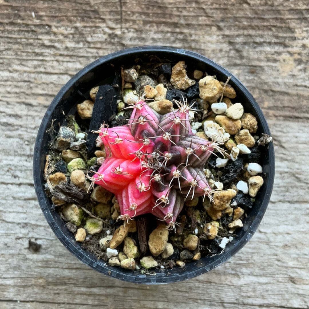 斑入りムーンサボテン - ピンクダイヤモンド - Gymnocalycium