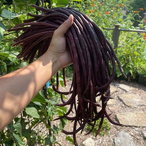 Può includere: Un grande mazzo di fagiolini lunghi viola, noti anche come fagiolini d'asparago, tenuti nella mano di una persona. I fagiolini sono lunghi e sottili, di un colore viola intenso. I fagiolini crescono su una vite in un giardino.