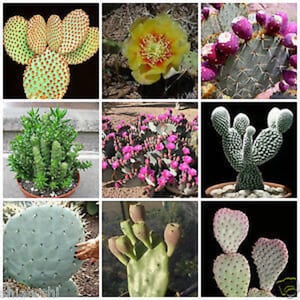 Prickly Pear Cactus Mix - Opuntia mix - Rare 'Cactus' Seeds - Prickly pear cactus, White-Pink, Thorny Variety Cactus Mix, Cactus Medley