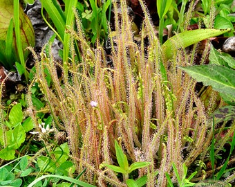 Thread Leaved Sundew - Drosera filiformis - Rare 'Carnivorous' Seeds - Cape sundew, Yellow-Green, dewy pine, sundew, Filiform Sundew