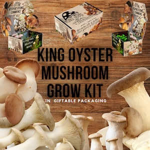 King Oyster Mushroom Growing Kit (Trumpet) - Pleurotus eryngii - DIY Spawn Spore Plugs Mushroom Grow Kit with gift Box - Fungi Cultivation