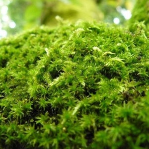 Może przedstawiać: Zbliżenie na żywy zielony mech, prezentujący gęstą, teksturowaną powierzchnię. Mech wydaje się bujny i zdrowy, z różnorodnością małych, spiczastych liści. Obraz jest dobrze oświetlony, podkreślając szczegóły życia roślinnego.