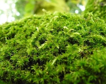 Musgo de ciprés vivo - Hypnum Cupressiforme - Especie común y extendida de musgo - Plaitmoss de hojas de ciprés o musgo Hypnum