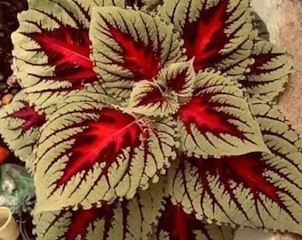 Elfenbeinflamme Buntlippe - Coleus scutellarioides - Seltene 'Pflanzen' Samen - Buntlippe, Grün-Rot, Solenostemon Scutellarioides, Elfenbeinflamme Blatt-Wolfsmilch