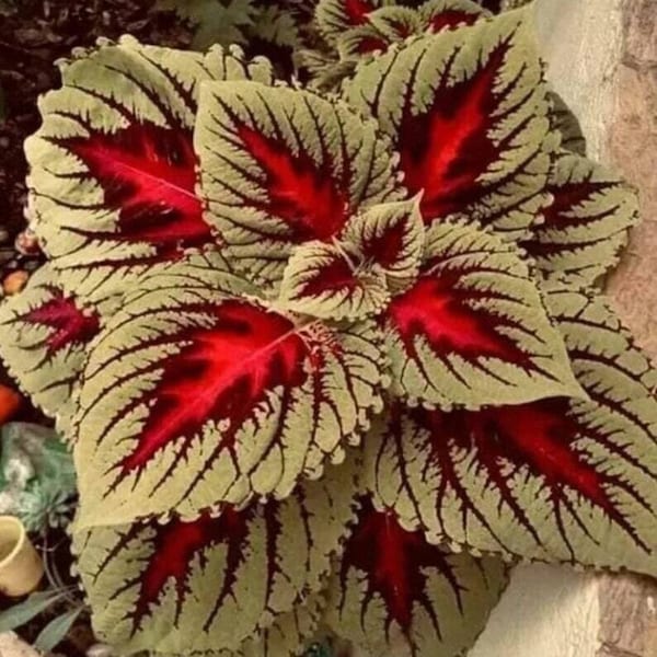 Ivory Flame Coleus - Coleus scutellarioides - Rare 'Plant' Seeds - Coleus, Green-Red, Solenostemon Scutellarioides, Ivory Flame Leafy Spurge