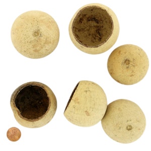 May include: Six dried, light brown, round gourds, some with the top cut off to reveal the hollow interior.