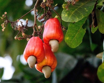 Anacardo - Anacardium orridentale - Semillas de frutos raros - Anacardo, rojo anaranjado, anacardo, marañón y cajú