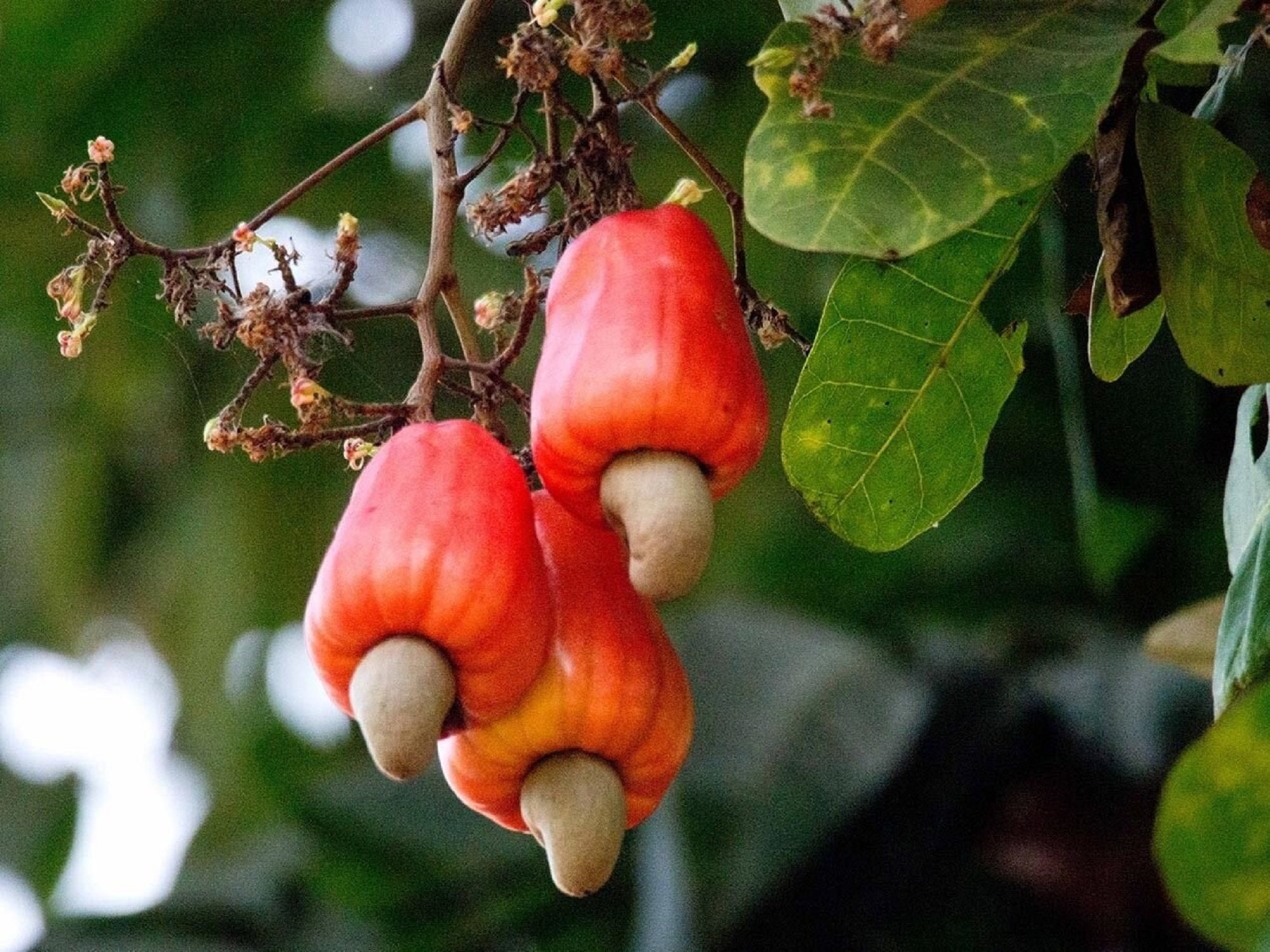 Cashew Apple Tree Anacardium Orridentale Rare &amp;#39;fruit&amp;#39; Seeds Cashew Nut ...