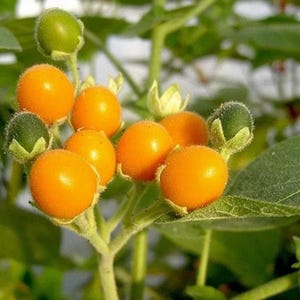 Könnte beinhalten: Nahaufnahme eines Zweigs mit leuchtend orangefarbenen runden Früchten und grünen unreifen Früchten. Die Früchte sind am Zweig zusammengefasst, der von grünen Blättern umgeben ist.