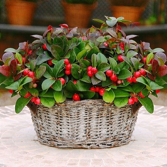 gollum jade plants Crassula ovata AKA 'Gollum' Jade – The Plant Lady SF main image 1
