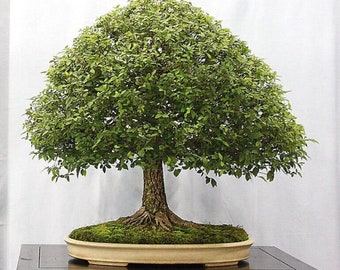 Japanische Zeder Bonsai-Baum - Kryptomeria japonica - Seltene 'Bonsai'-Baumsamen  - Sugi, Japanische Zeder, Grn-Gelb, Japanische Kryptomerie - Etsy.de