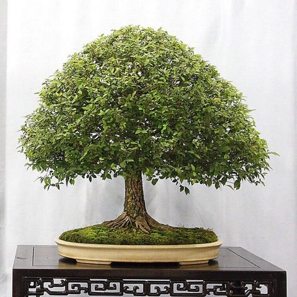 Japanese Zelkova Bonsai Tree - Zelkova serrata - Rare 'Bonsai Tree' Seeds - Japanese Elm Bonsai Tree, Green-Brown, Keyaki Bonsai Tree