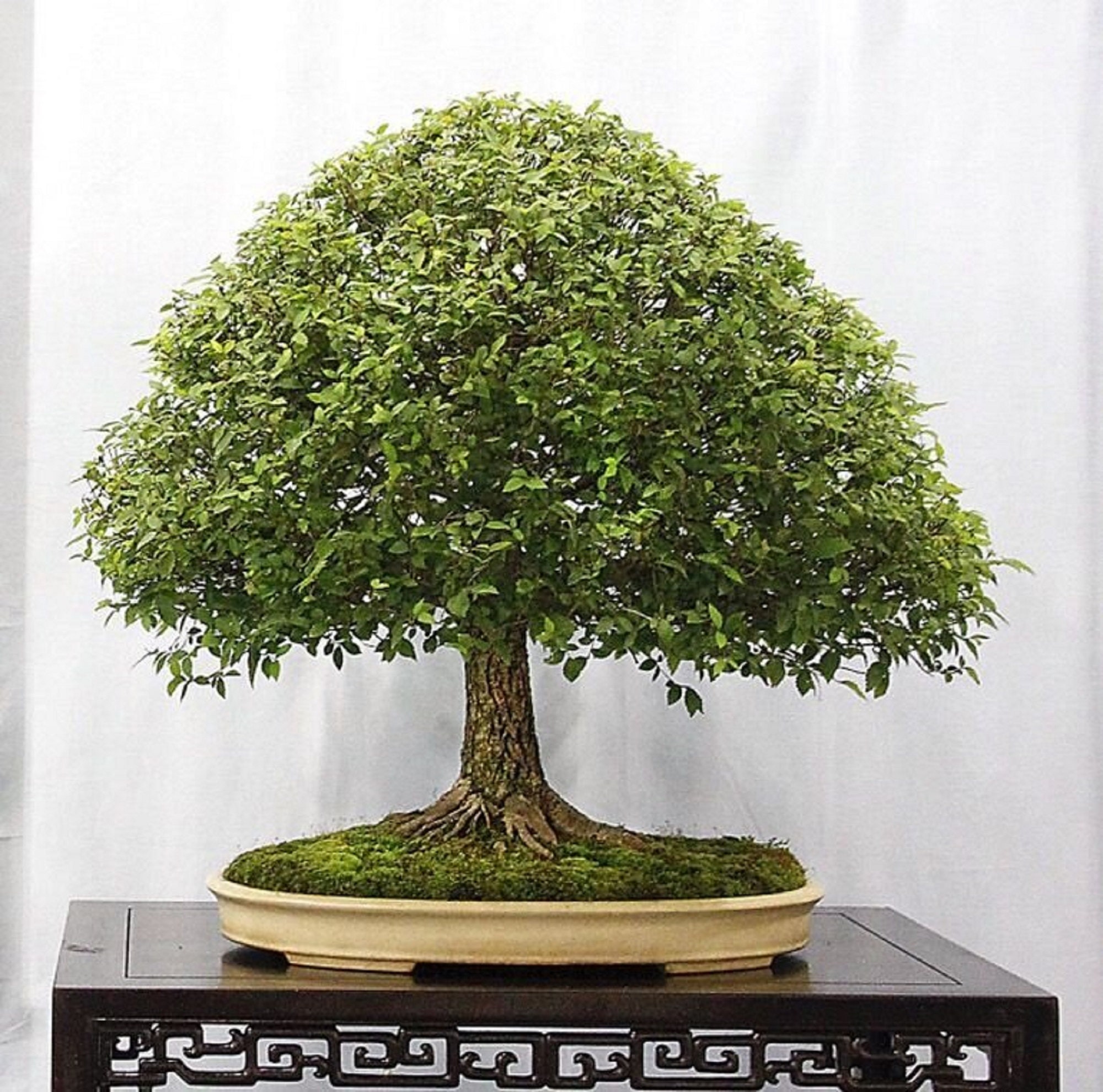 ケヤキ盆栽です。 盆栽 特選：欅(けやき) 現品*一点物 ケヤキ Zelkova serrata Keyaki