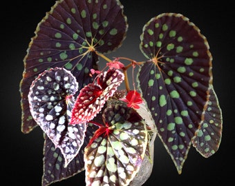 Blooms625 ベゴニア ルージュ バリエガタ ベゴニア ベゴニアの種子 30