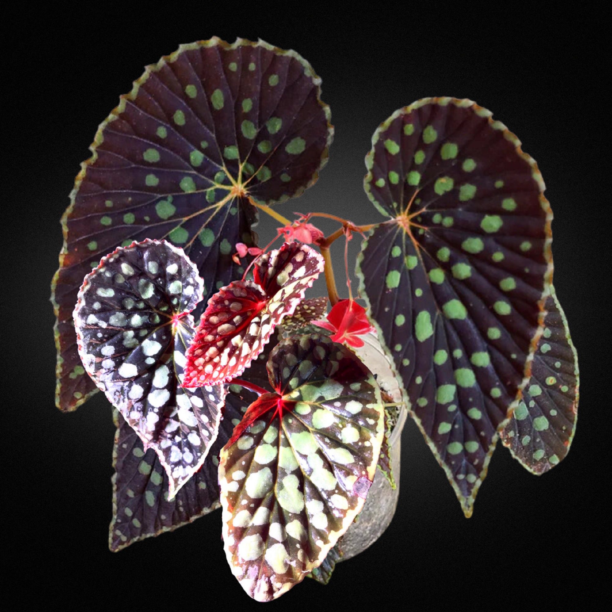 希少品種！ベゴニア・ロッキー（Begonia rockii）東北限定で出品