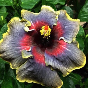 Hibiskus zimmerpflanze - Etsy.de