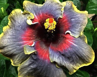 Tropische hibiscushybride 4 - Hibiscus sp - zeldzame 'plantenzaden' - Chinese hibiscus, paarsgeel, Chinese roos, schoenbloem, hibiscushybride