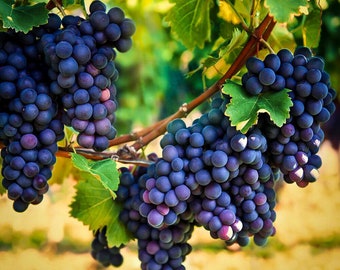 grape il_340x270.5049723111_46g6.jpg