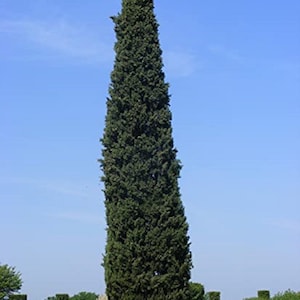 Mediterranean Cypress Tree - Cupressus sempervirens - Rare &#39;Bonsai Tree&#39; Seeds - Italian Cypress, Green-Yellow, Pencil Pine, Cupressaceae